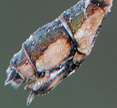 Chalcolestes viridis con brina